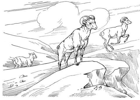 Bighorn Wild Sheep Coloring Page